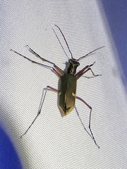 Oxygonia