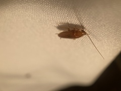 Chorisoneura texensis