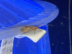 Platycentropus radiatus