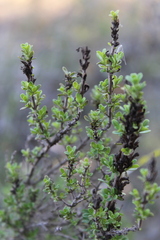 Clinopodium chilense