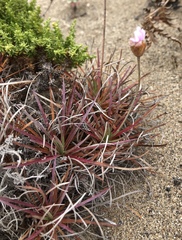 Armeria maritima californica