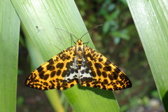 Epobeidia tigrata leopardaria