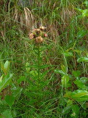 Cirsium arisanense