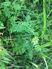 Indigofera pseudotinctoria