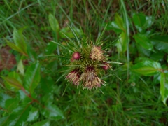 Cirsium arisanense
