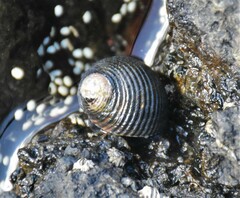 Nerita scabricosta