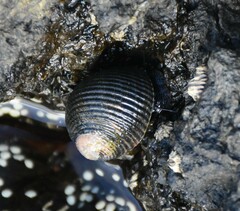 Nerita scabricosta