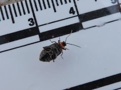 Disonycha triangularis