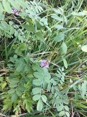 Indigofera pseudotinctoria