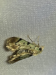 Epipaschia superatalis