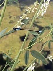 Ischnura damula