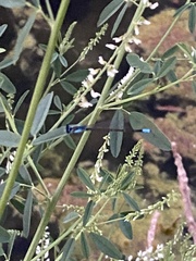Ischnura damula