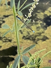 Ischnura damula