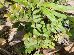 Adiantum hispidulum