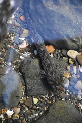 Dialommus macrocephalus