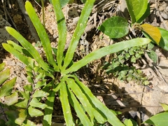 Lygodium longifolium