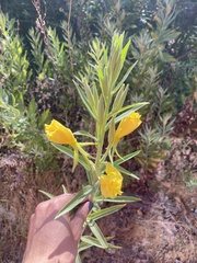 Oenothera elata hirsutissima