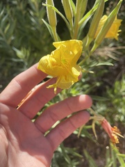 Oenothera elata hirsutissima