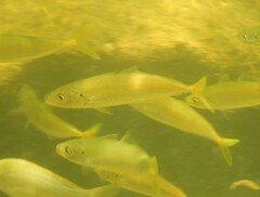 Decapterus
