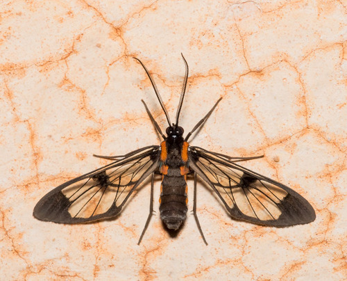 Cosmosoma harpalyce