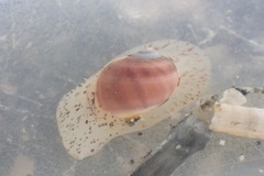 Cryptonatica aleutica