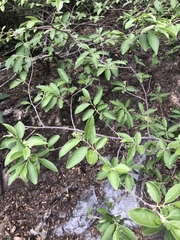 Neopringlea integrifolia