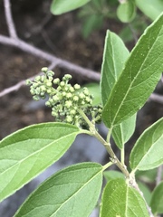Neopringlea integrifolia