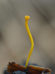 Chloroscypha alutipes