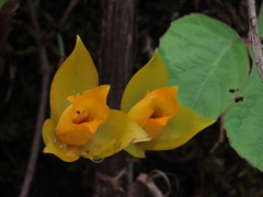 Lycaste cruenta