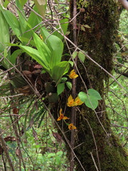 Lycaste cruenta