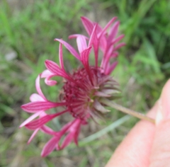 Gaillardia aestivalis winkleri