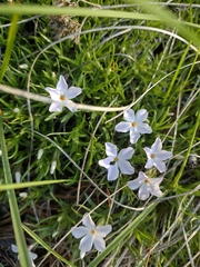 Phlox multiflora