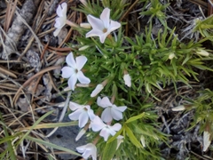 Phlox multiflora