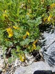 Corydalis aurea aurea