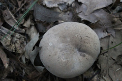 Tylopilus indecisus