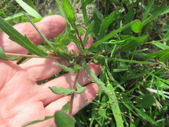 Gaillardia aestivalis winkleri