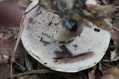 Tylopilus indecisus