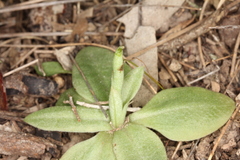 Pterostylis gibbosa