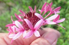 Gaillardia aestivalis winkleri