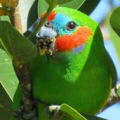 Double-Eyed Fig-Parrot photo 4