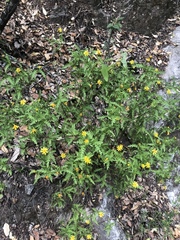 Chrysactinia pinnata