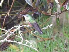 Coeligena helianthea