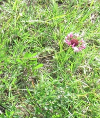 Gaillardia aestivalis winkleri
