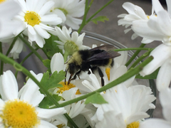 Bombus caliginosus