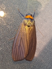 Macrobrochis staudingeri