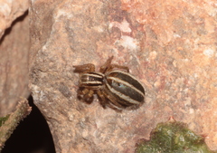 Phlegra bresnieri