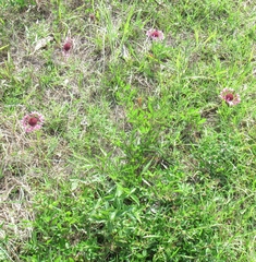 Gaillardia aestivalis winkleri