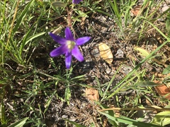 Brodiaea coronaria