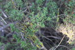 Clinopodium chilense