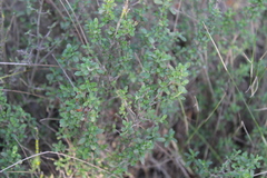 Clinopodium chilense